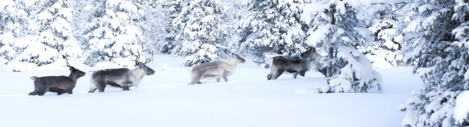 Galå Fjällgård panorama