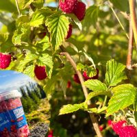 Im Sommer (August und September) gab es viele und große Waldhimbeeren
