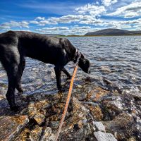 Mit dem Scandinavian hound beim Canicross in den schwedischen Bergen