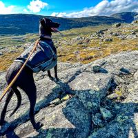 Mit dem Scandinvian hound beim Wandern im Lunndörrsfjäll