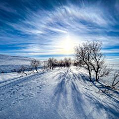 02_baumgrenze_fjall_bydalen_glen